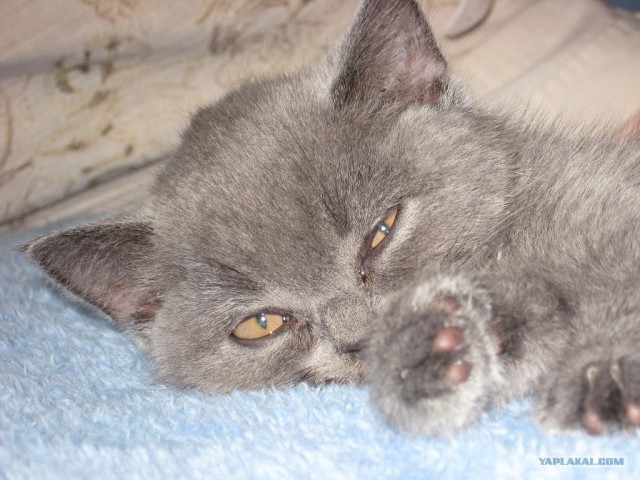 Внимание! На ЯПе КОТОВТОРНИК. 23.09.08.