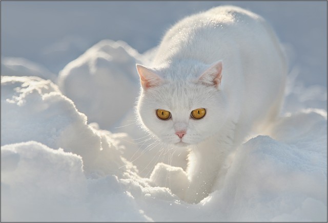 Котовторник (13.01)