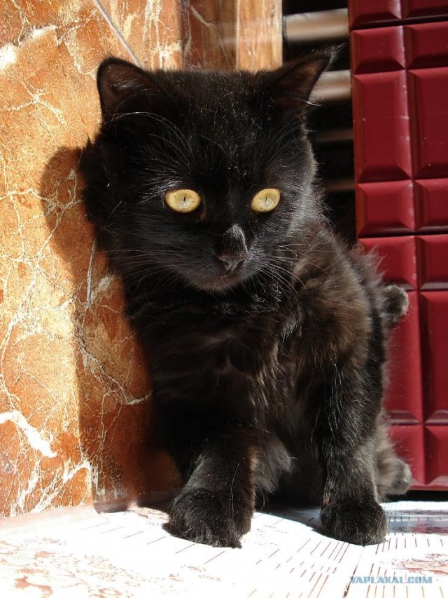 Котовторник (24.03)