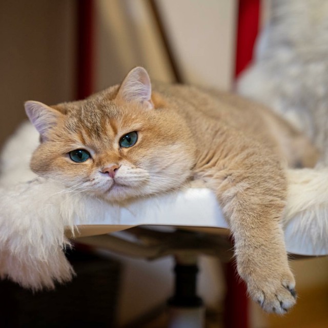 Прикольных котов пост