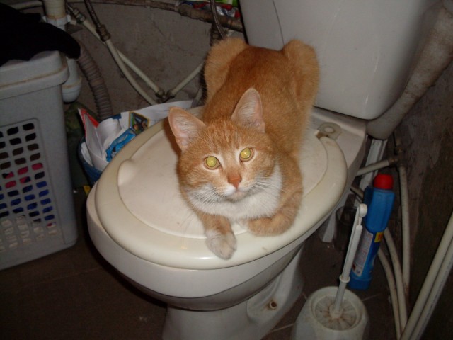 Котовторник!
