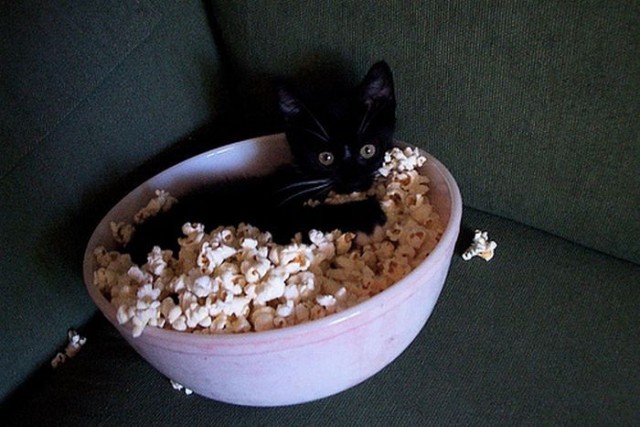 Котовторник, для любителей кошек