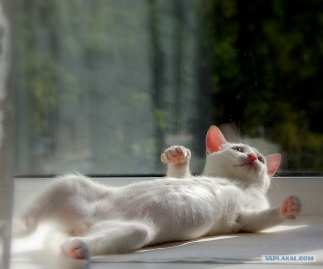 Котовторник объявляется открытым!