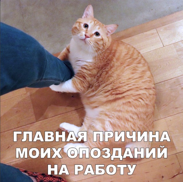 Немного милоты