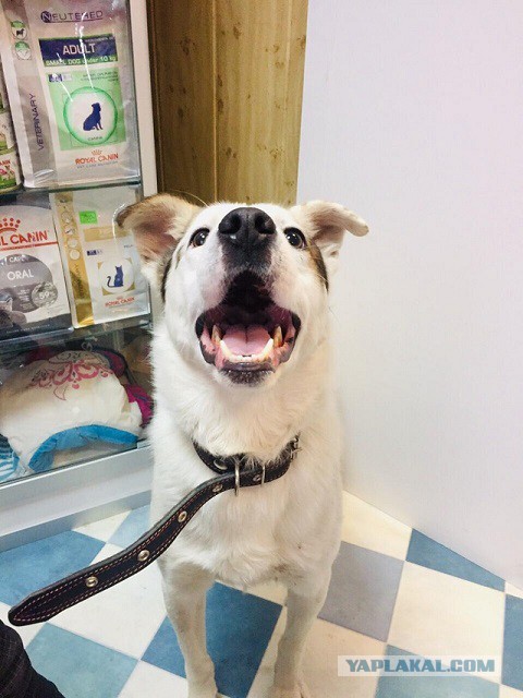 Мой собака Лаки