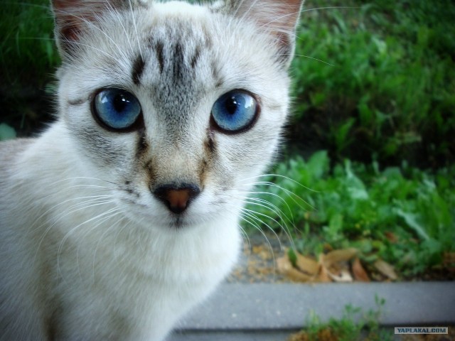 Котовторник! 13.03.2012