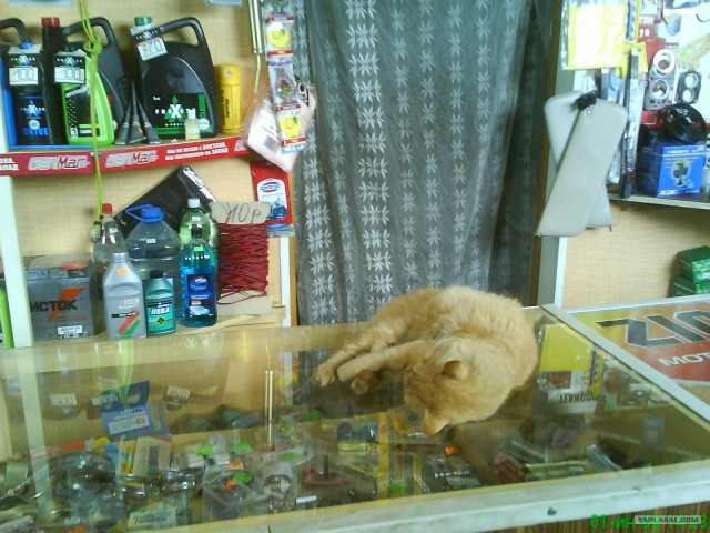 Котовторник 20.03.2012