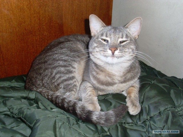 Котовторник 17.04.2012
