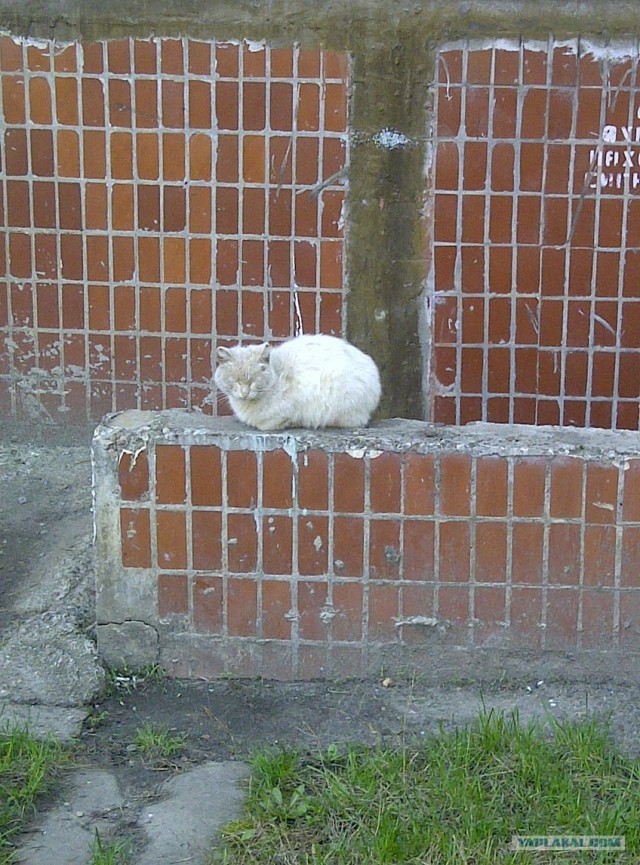 Котовторник 1 мая 2012