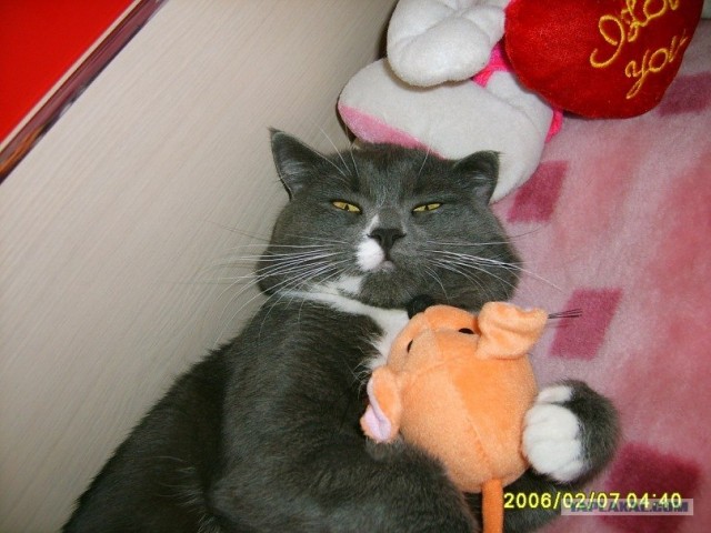 Котовторник 22.05.2012