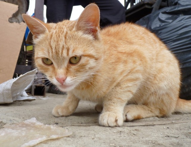 Котовторник  12. 06. 2012
