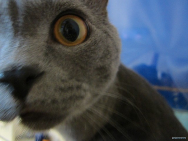 Котовторник на 26.06.12