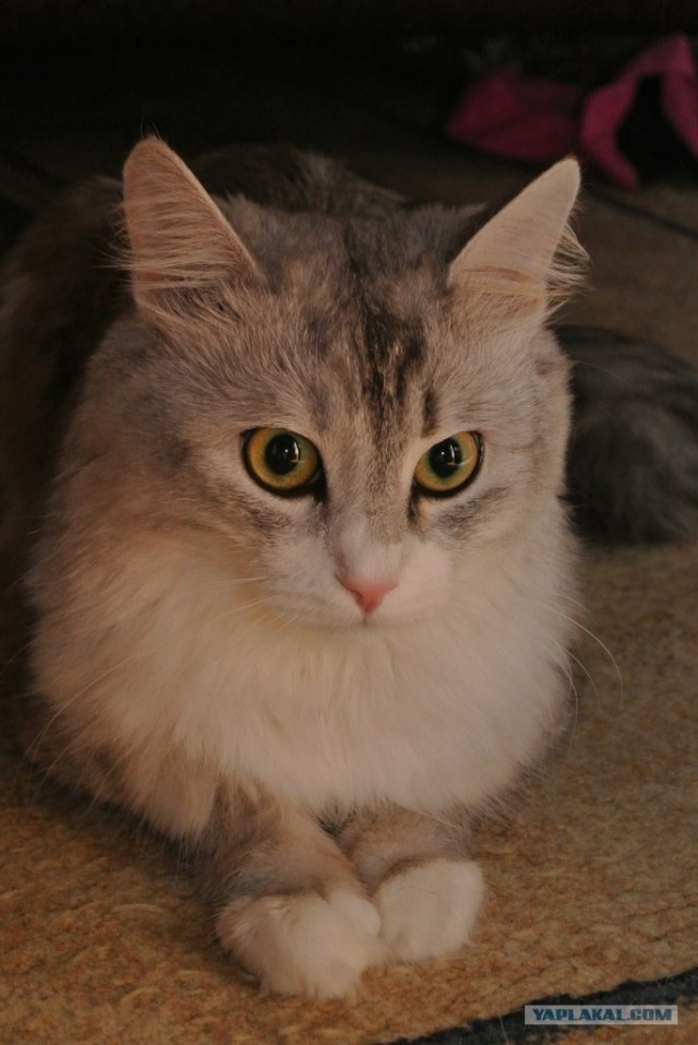 Котовторник 10. 07. 2012