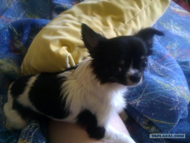 Собакочетверг