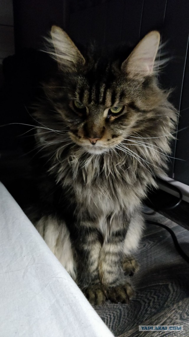 20 снимков с кисточками, доказывающих, что прекраснее мейн-кунов могут быть лишь котята мейн-кунов