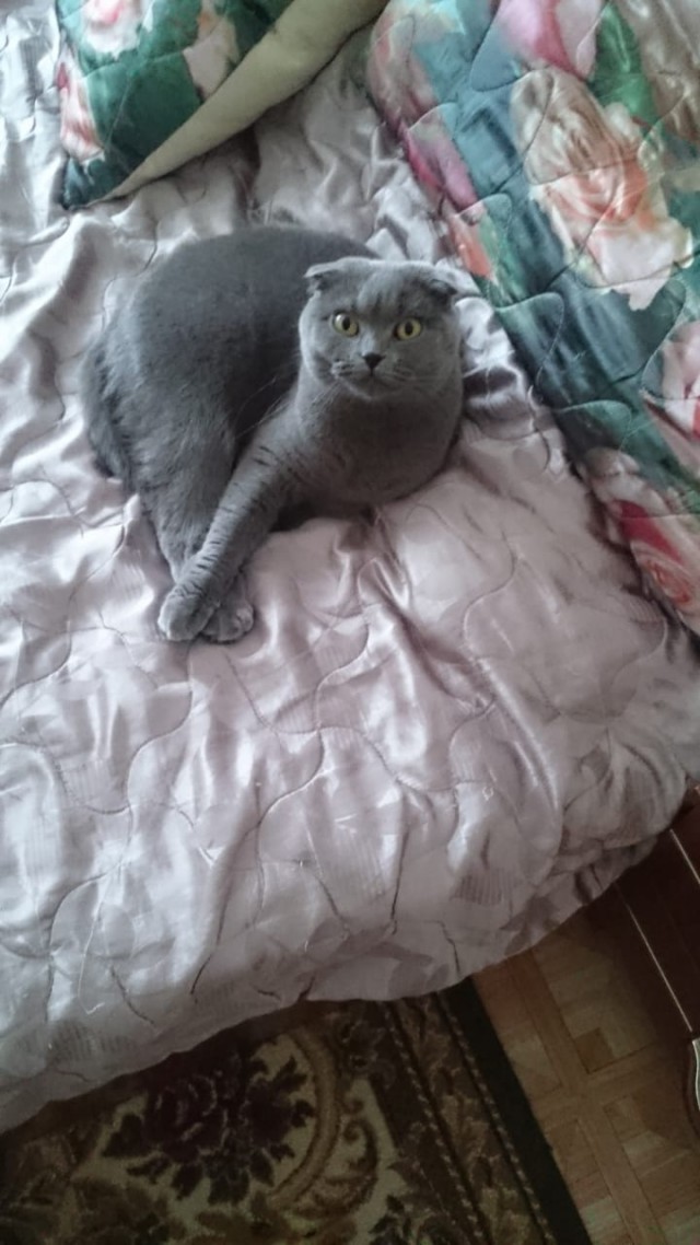 Котовторник ! (12.03.19)