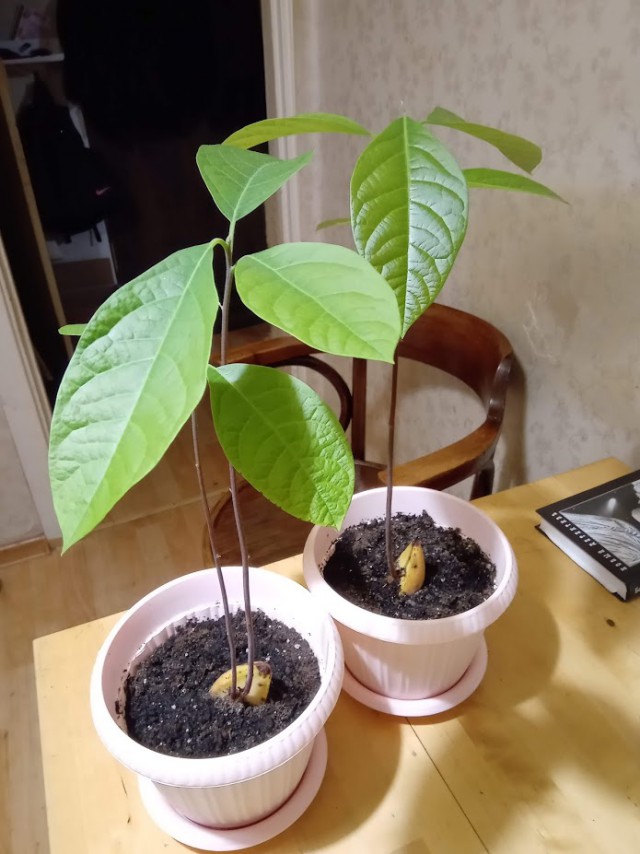 Заморская экзотика одного продукта: вкусно, полезно и ни на что не похоже