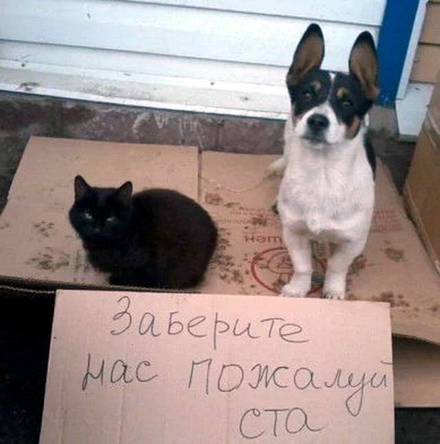 Живность из сети