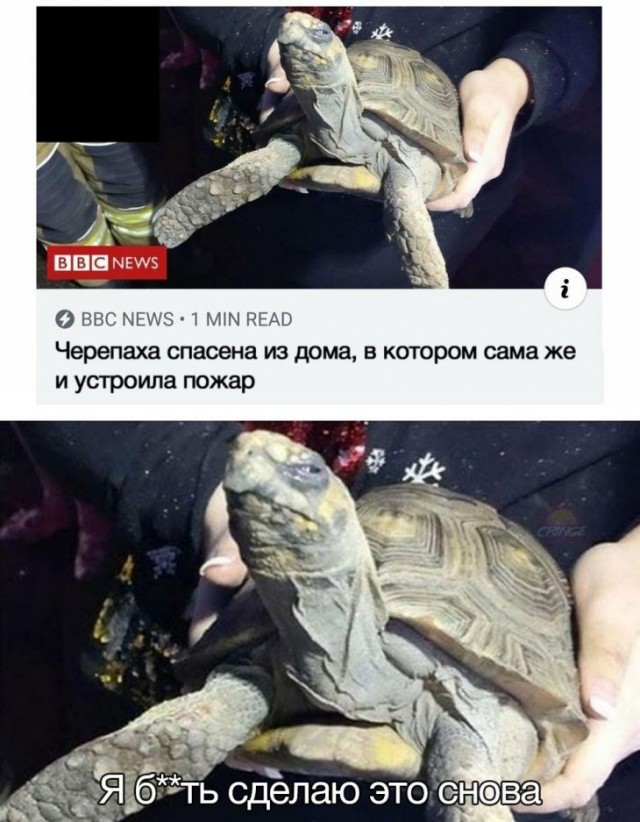 Немного картинок для настроения. Новогодний выпуск