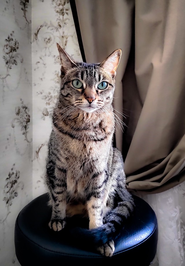 Давайте по котикам, которые с нами на самоизоляции