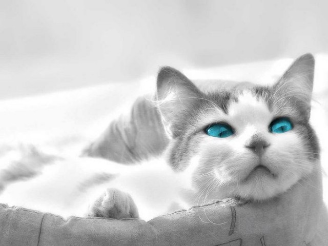 Эти забавные животные