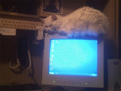 Отжабте моего кота