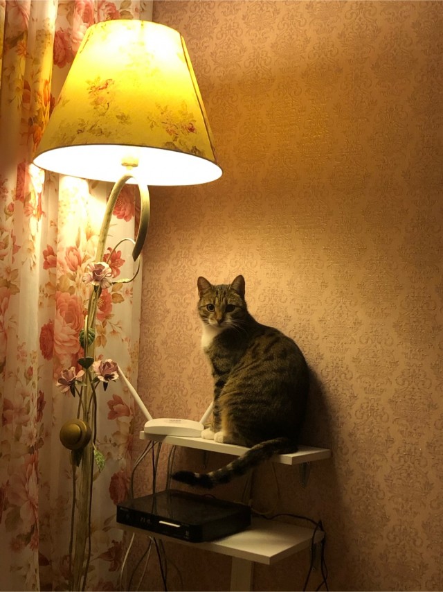 Котовторник 17.11.20