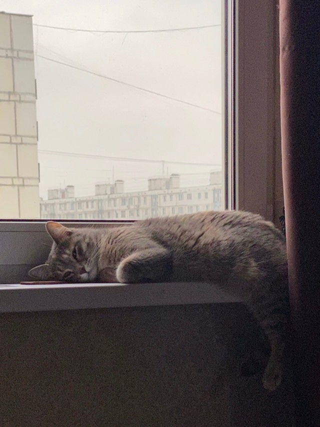 Подборка забавной живности