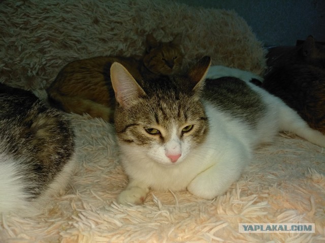 Котовторнику посвящается
