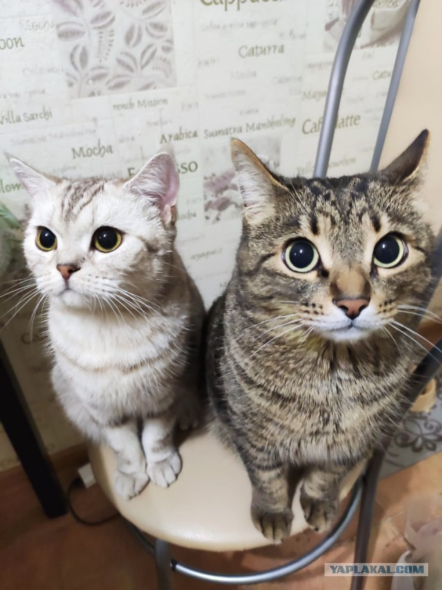 Котовторник. Добавляйте своих