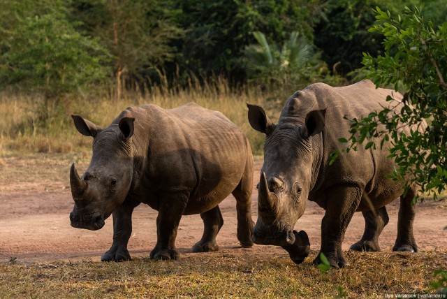 Уганда: самая настоящая Африка с гориллами и носорогами!