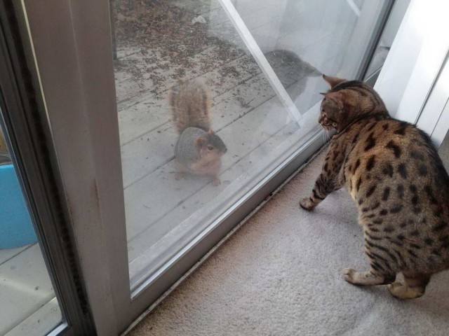 Калейдоскоп картинок