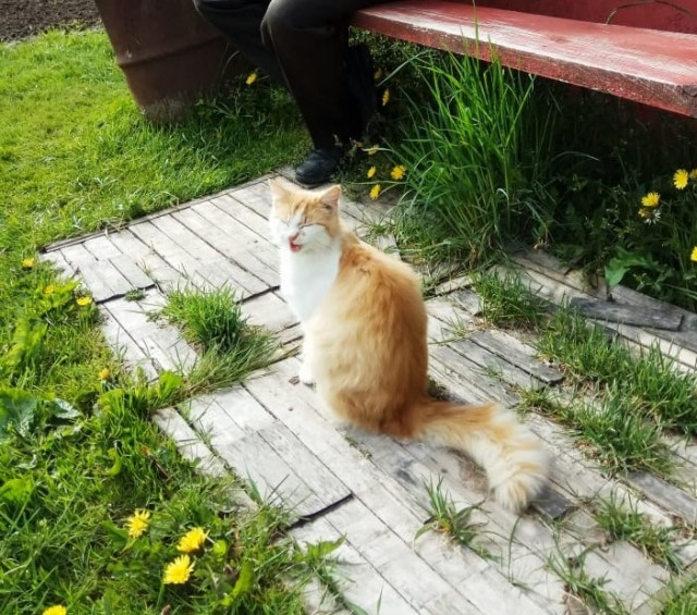 С котовторником!