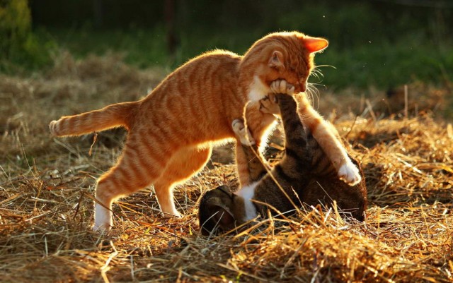Которник