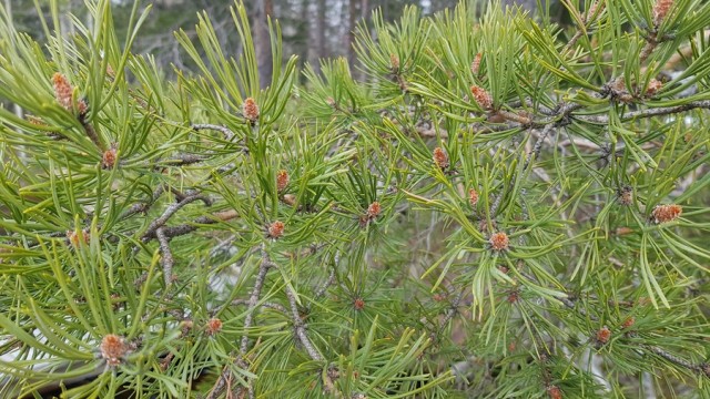 Мотопутешествие «Karelia in spring»