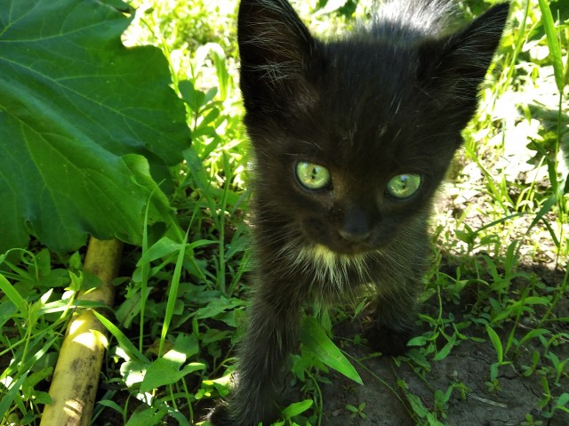 Котовторник. Поговорим о кличках, друзья