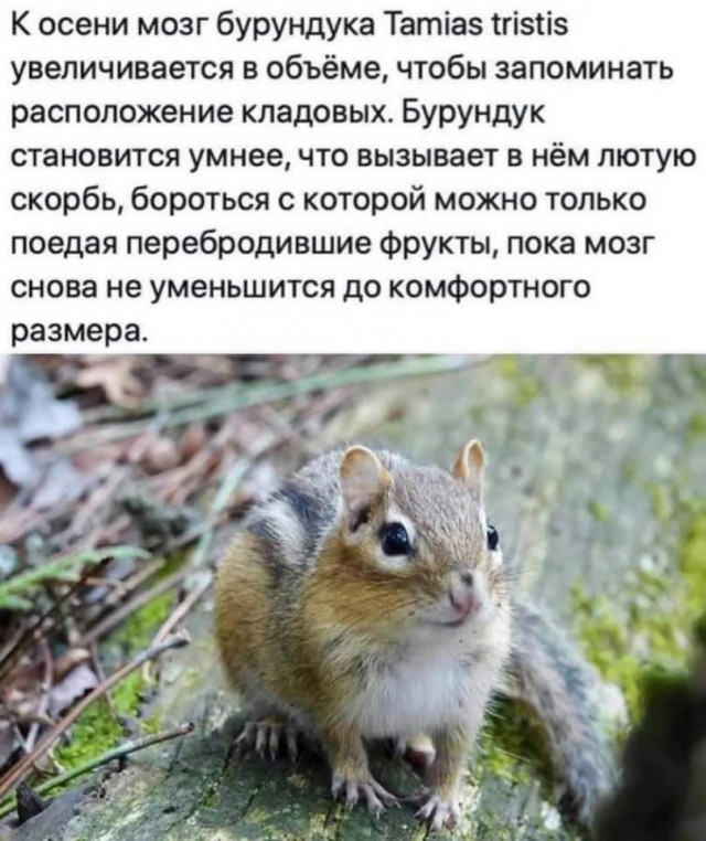 25 картинок с подписями для настроения 30.09