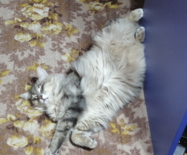 Котовторник так котовторник