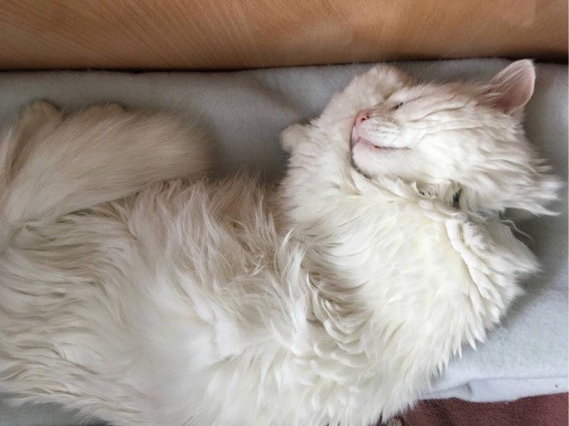 Котовторник ведь начался!