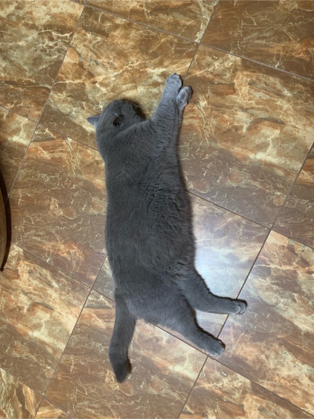 А как спит ваш кошачий?
