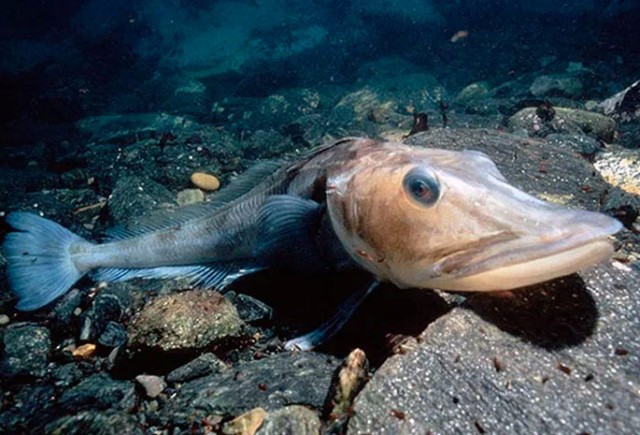 Ледяная рыба: Сделала свою кровь прозрачной, чтобы жить в Антарктиде. Странная рыба, которая устранила гемоглобин в своем теле