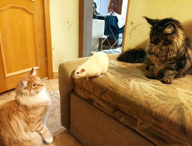 Кошка