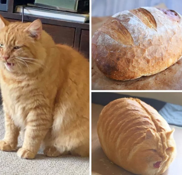 Кот-булка, красавчик Шрек и другие чудеса нейросети Midjourney