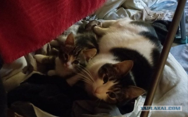 "Моему 10-летнему коту было одиноко, поэтому я усыновила для него котенка. Я думаю, он очень доволен этим."