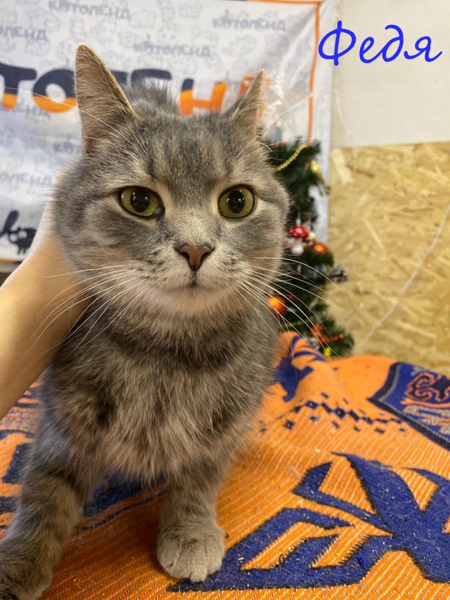 Жизнь домашнего приюта "Котоленд" 370