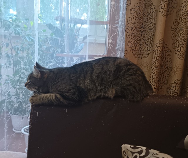 Не только котовторник, а еще и Всемирный день кошек!