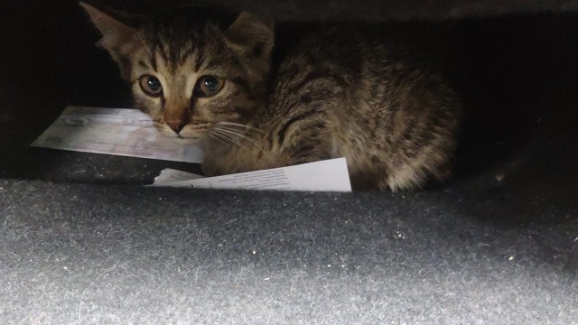 Неожиданное пополнение в семействе.