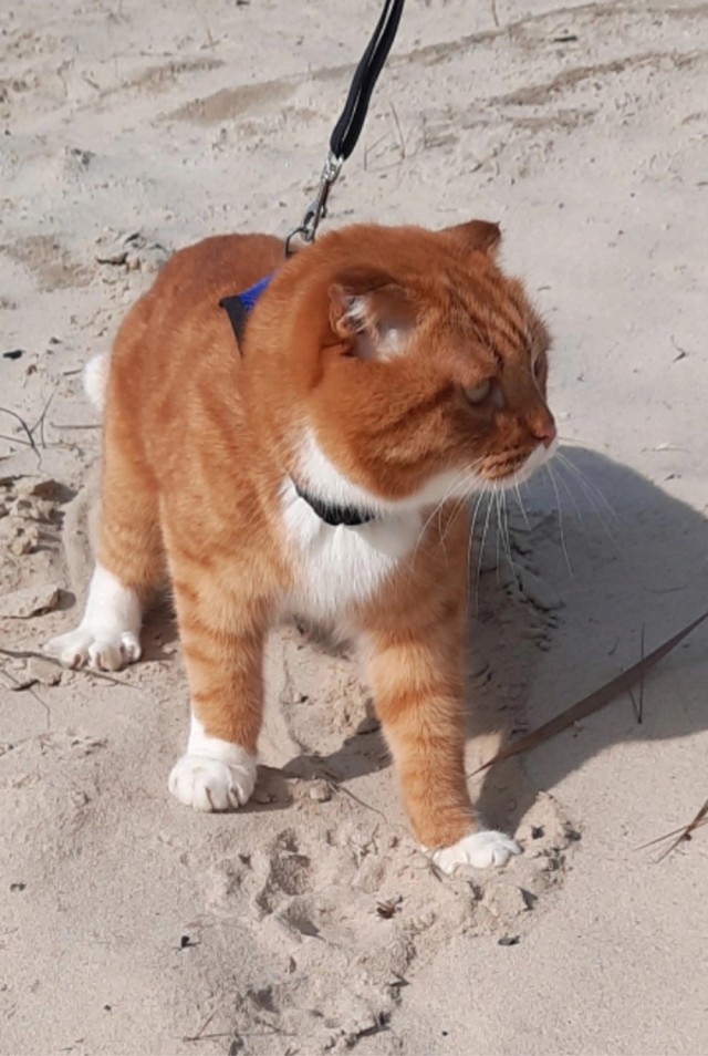 Котовторник Рыжих