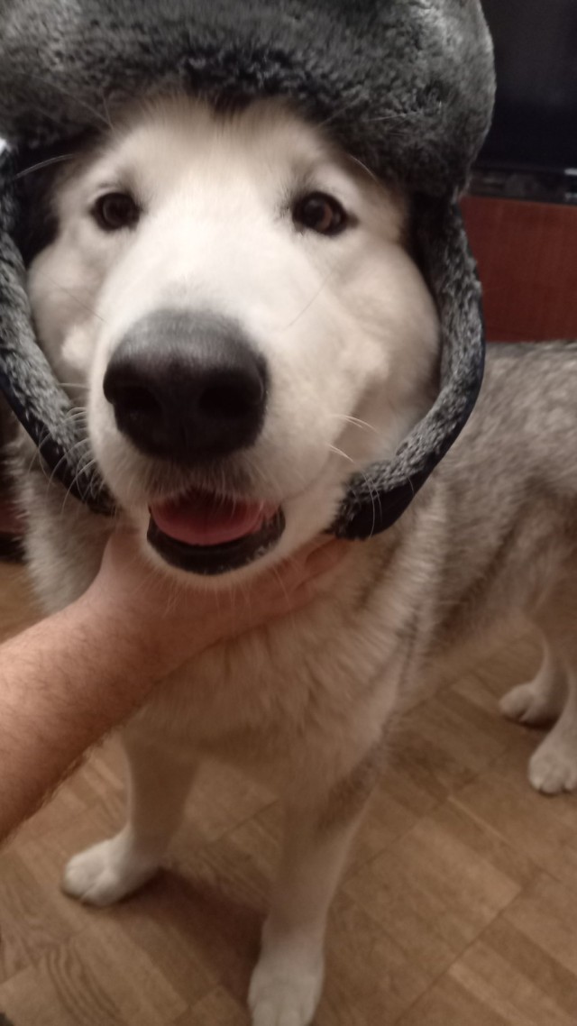 А у меня воскресный пёс