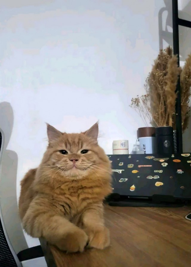 Чеширский Кот существует